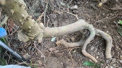 Đào cây Ưng bất bạc khủng rừng quái dị về bảo tồn sđt 0793215680