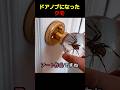 クモをドアノブにしてみた