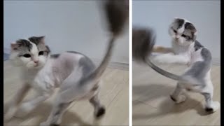 シッポに残ったモフモフにじゃれてクルクル回転する白ボウズ猫