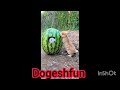 Cat vs dog funny video