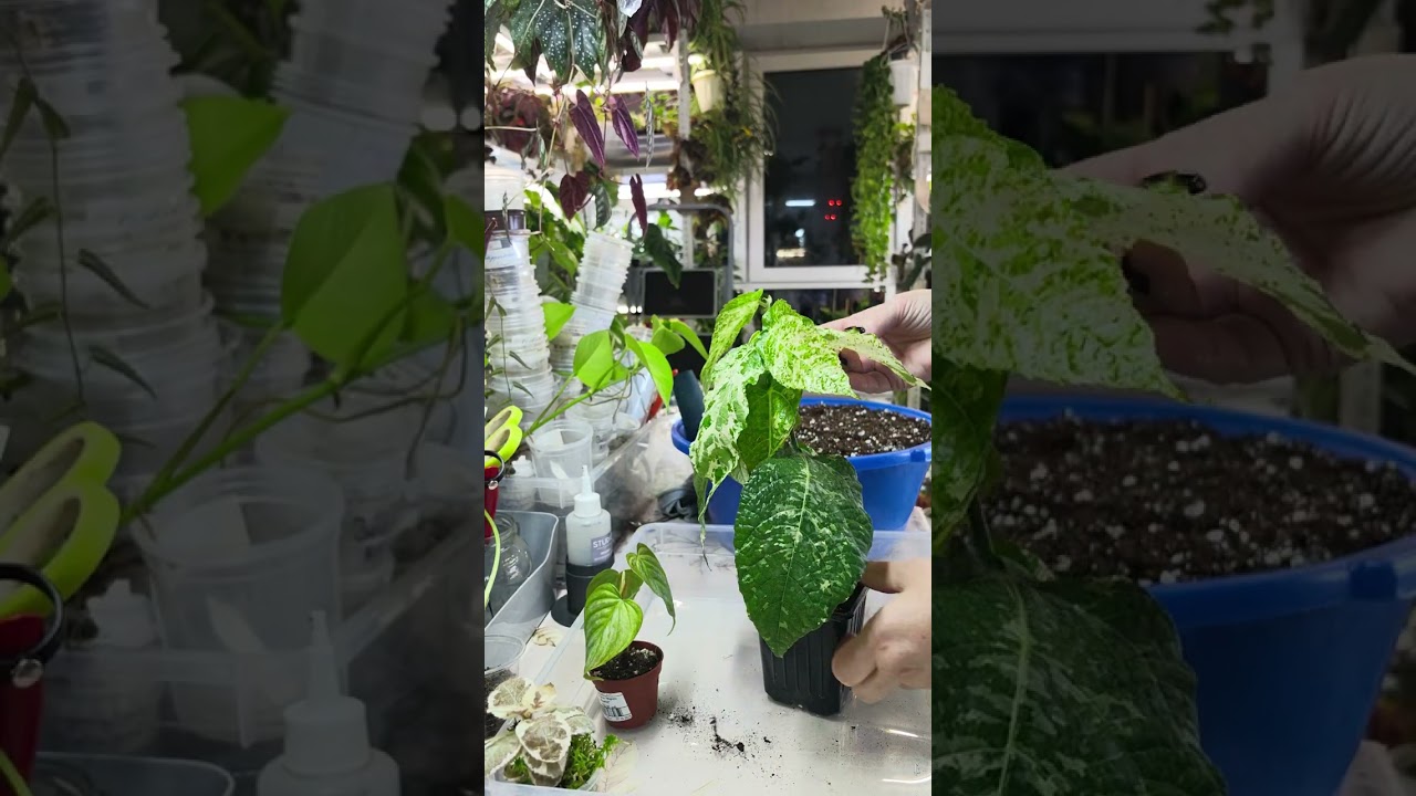 Пересадка сентябрьских  новинок🌿☘️🌿☘️#комнатныерастения #растения #фикус #plants