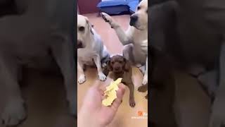 dog's reaction