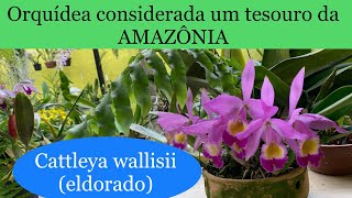 Cattleya Wallisii(eldorado) Um tesouro da Amazônia| ORQUÍDEAS EM AÇÃO -  thptnganamst.edu.vn