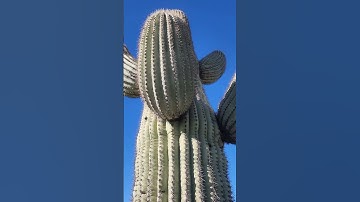 Thumbnail of True Size of a Saguaro Cactus!  Southwest Ambiance @ArizonaAmbience