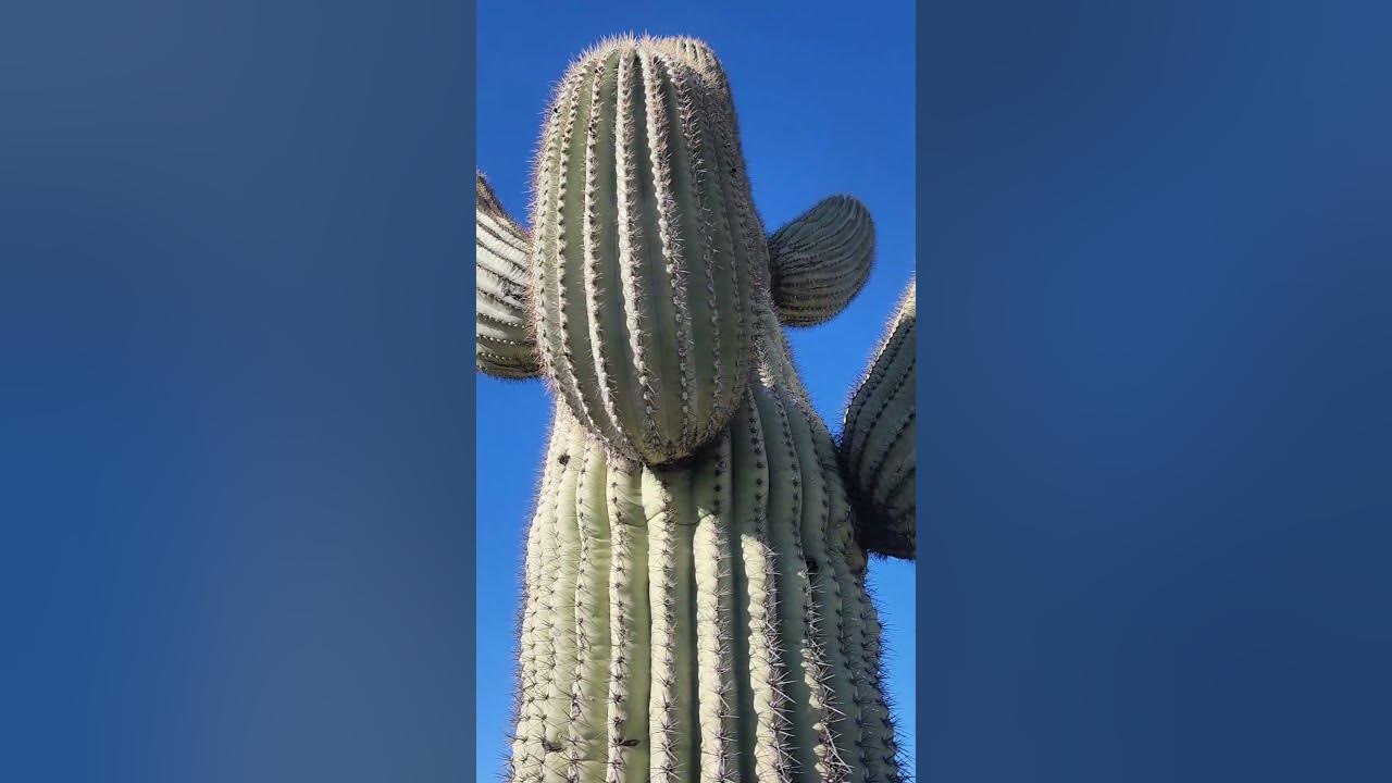 True Size of a Saguaro Cactus!  Southwest Ambiance @ArizonaAmbience