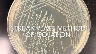 Streak Plate Method Of Isolation 2 Ways