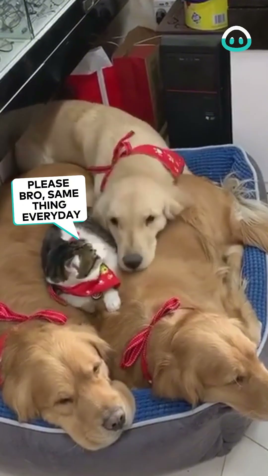 Cat Sneaks Into Golden Retriever Cuddling Session || ViralHog