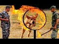 Nepal army dog dangerous training