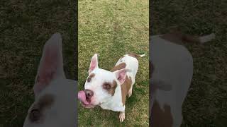 Meet Farrah A Terrier American Pit Bull Currently Available For Adoption 562023 51443 Pm