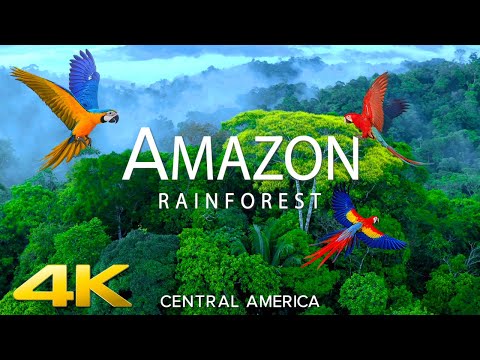 AMAZON (4K UHD) -Relaxing Music Along With Beautiful Nature Videos for 4K 60fps HDR
