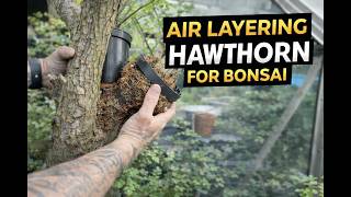 Air Layering Hawthorn for Bonsai | Step-by-Step Guide