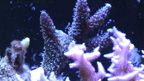 Vortech MP20 in my 40 breeder