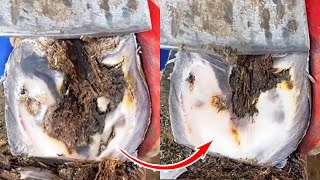 Wow! The donkey's hoof was so rotten that it was successfully trimmed丨ASMR丨Donkey hoof cutting sound