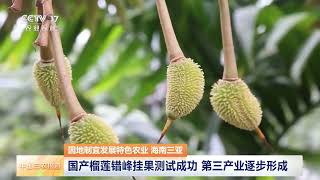 [中国三农报道]因地制宜发展特色农业 海南三亚 国产榴莲错峰挂果测试成功 第三产业逐步形成 | 农业致富经 Agriculture And Farming