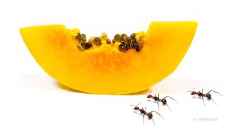 Ants Vs Papaya