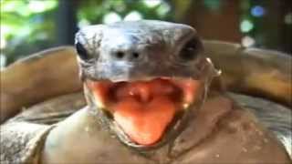 Turtle Sex - Funny Funny Funny Turtle Making Weird Noises