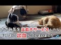 #262 ささみ缶を出血大サービスしたら、ほんまに出血してしまいました🩸