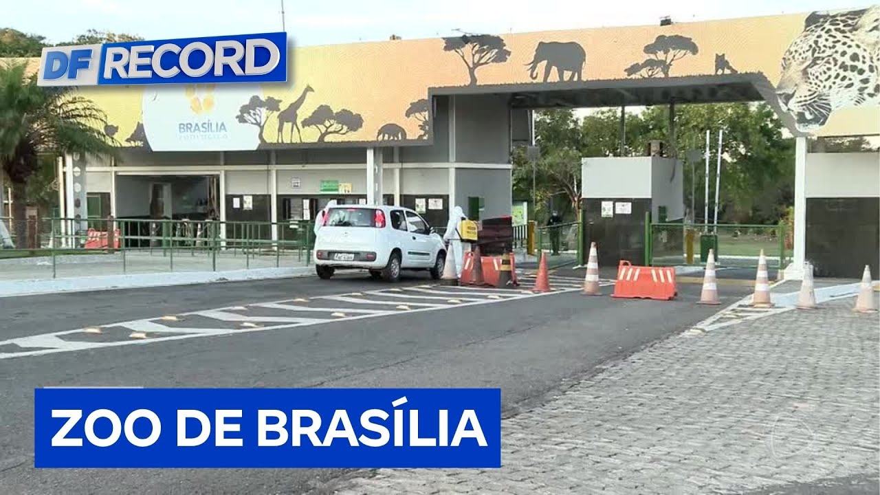 Zoo: pombo testa negativo para gripe aviária e GDF confirma segurança sanitária | DF Record