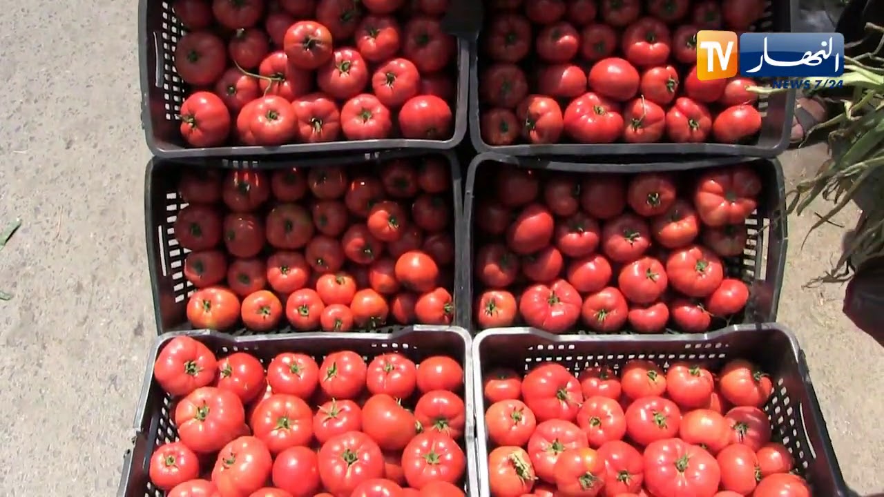 وزارة التجارة..  إنشاء السجل التجاري المتنقل قريبا