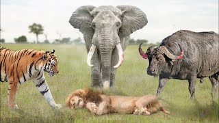 Top 10 Dangerous Animals That Could Easily Kill Any Lion | Wild Animal Fight
