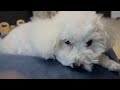 新年早々の下痢…ハプニング続きですが今年もよろしくお願いします🐶