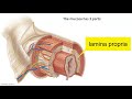 Layers of the GI Tract Mp3 Song