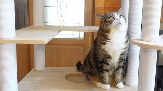 新しいキャットタワーとねこ。-New cat tower and Maru&Hana&Miri.-