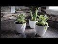 Dollar Tree DIY | White Textured Planters