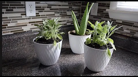 Dollar Tree DIY | White Textured Planters