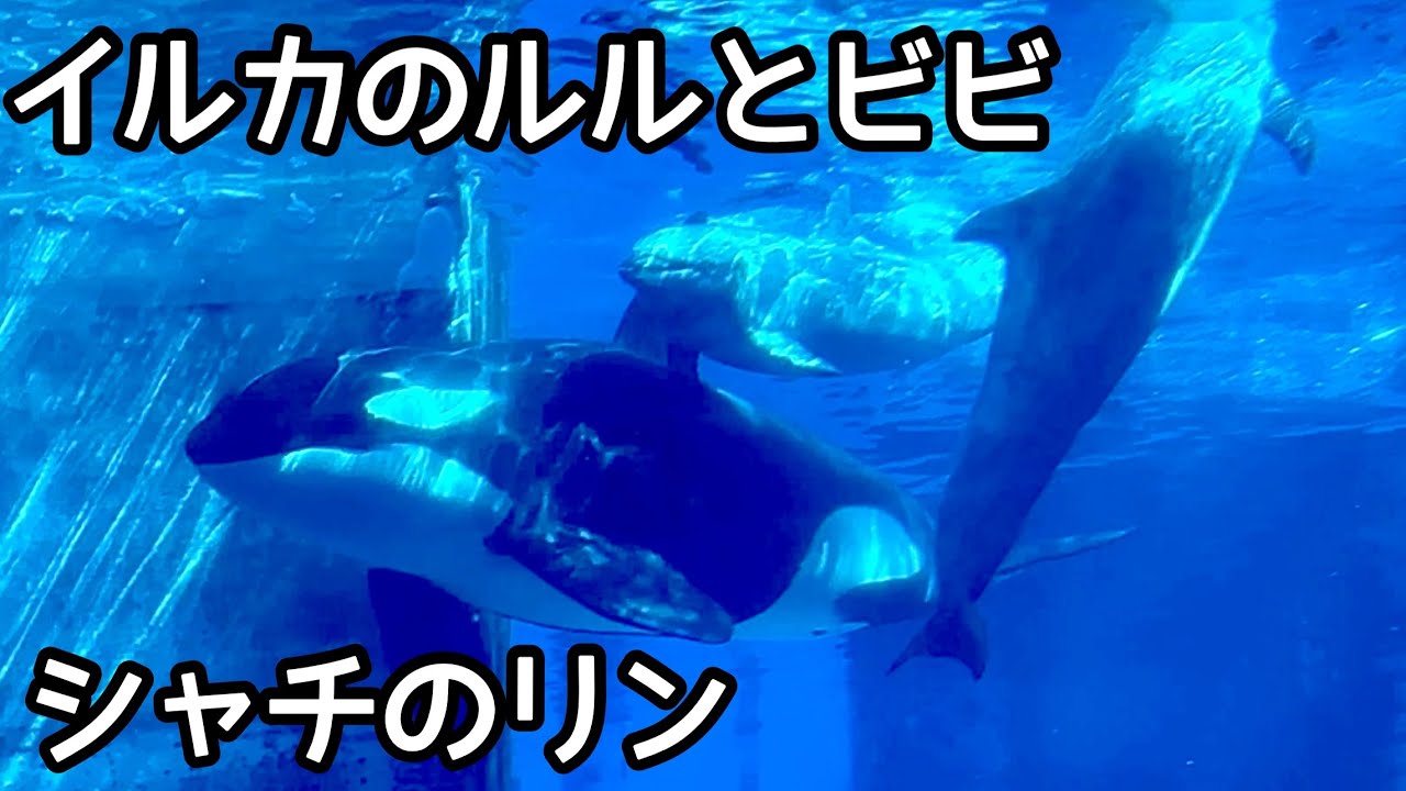 シャチのリンとイルカのルルとビビ　なかよく遊ぶように泳いでいます【名古屋港水族館】Orca Dolphin Port of Nagoya Public Aquarium 