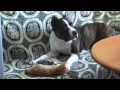 Нежный Амстаф!!!Дружба на Века(dog and cat play)