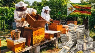 видео: Сколько можно заработать на пчеловодстве в Зимбабве, имея начальный капитал в 1000 долларов? картинка: Сколько можно заработать на пчеловодстве в Зимбабве, имея начальный капитал в 1000 долларов?