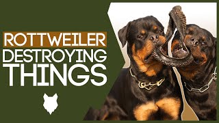 How To Stop Your ROTTWEILER Destroying Things