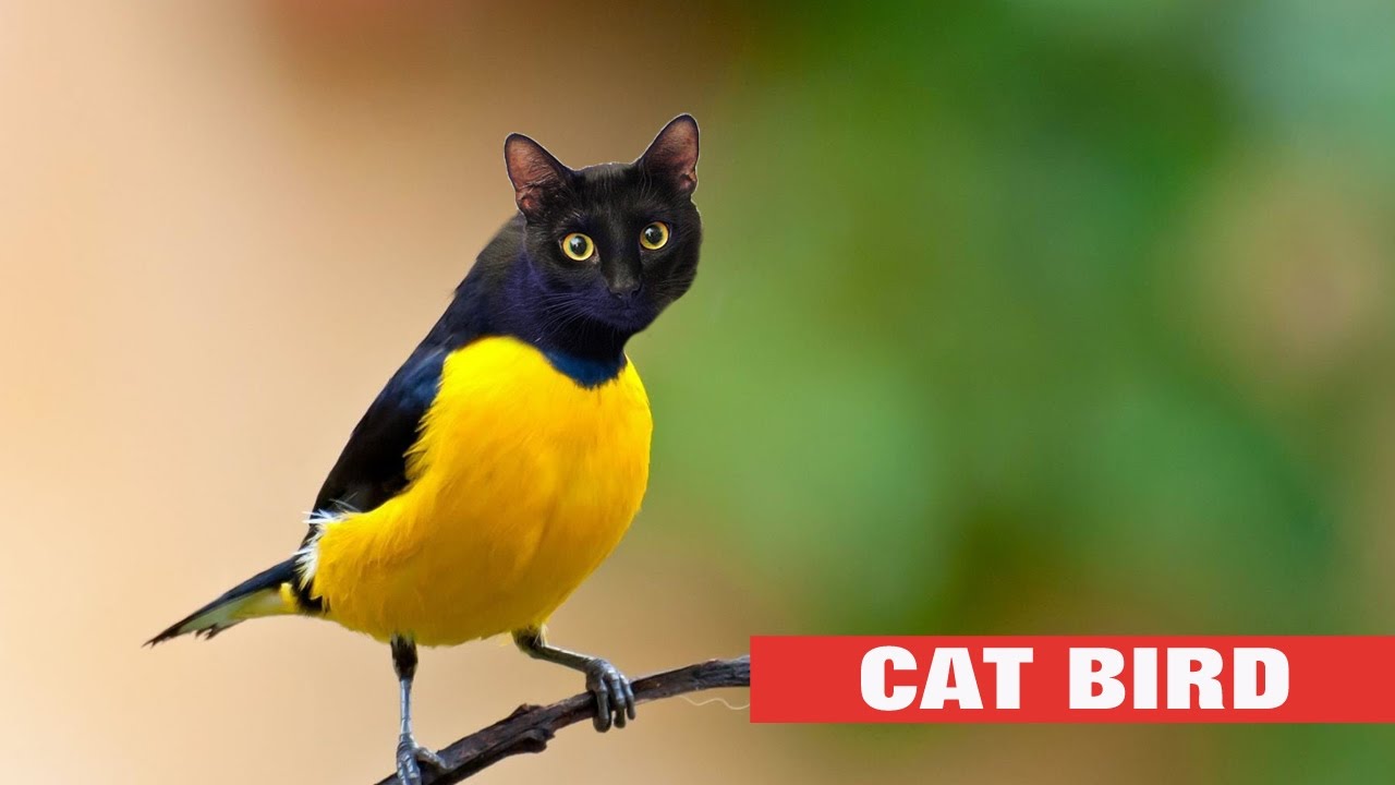 Птички для котика видео. Cat Bird. Кошки и птицы фото. Cat Bird игра. Cat Bird планеты.