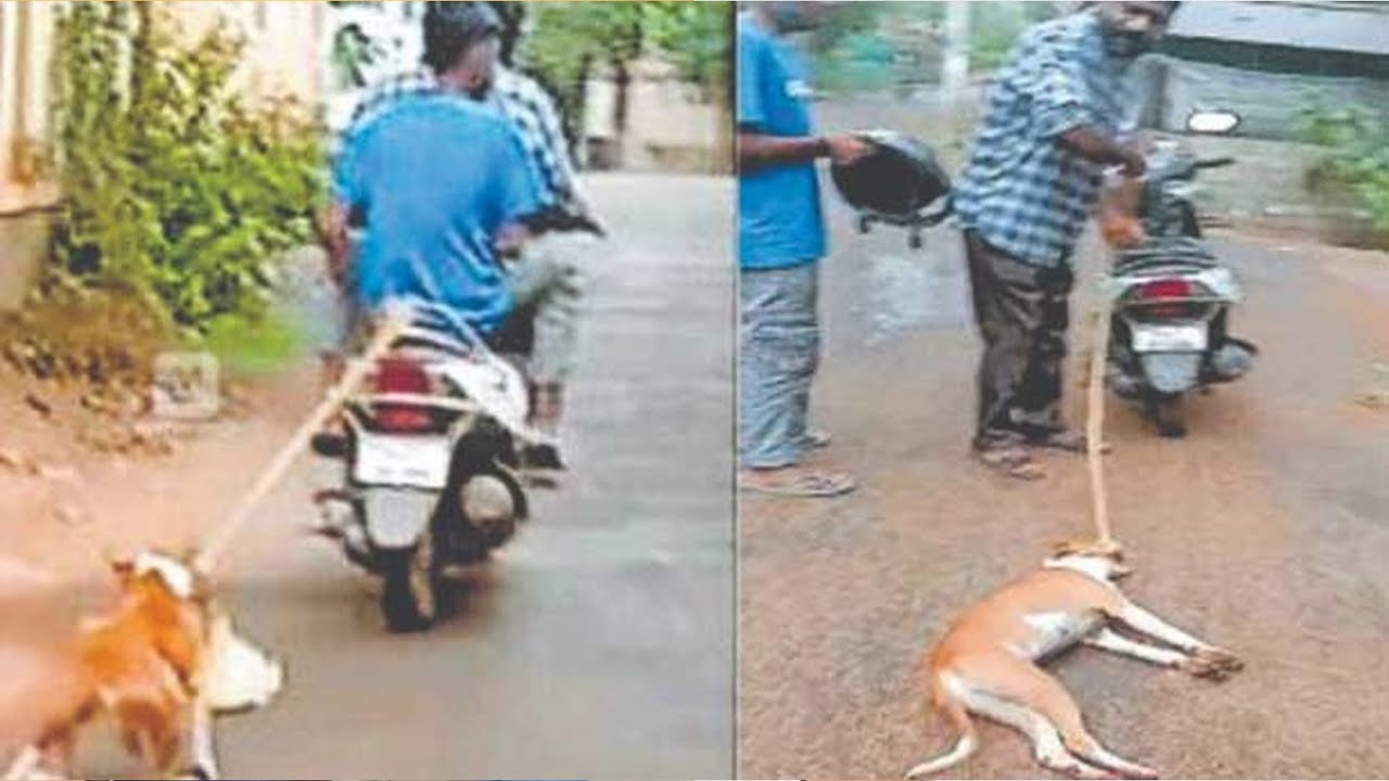 The owner of a pet dog tied to scooter, dog dragged along road 4 km ...