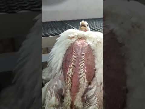 اللي عنده خاماتي بلغوا تحياتي التجربة خير دليل البروتوكول العلاجي رقم واحد  اكسبلور