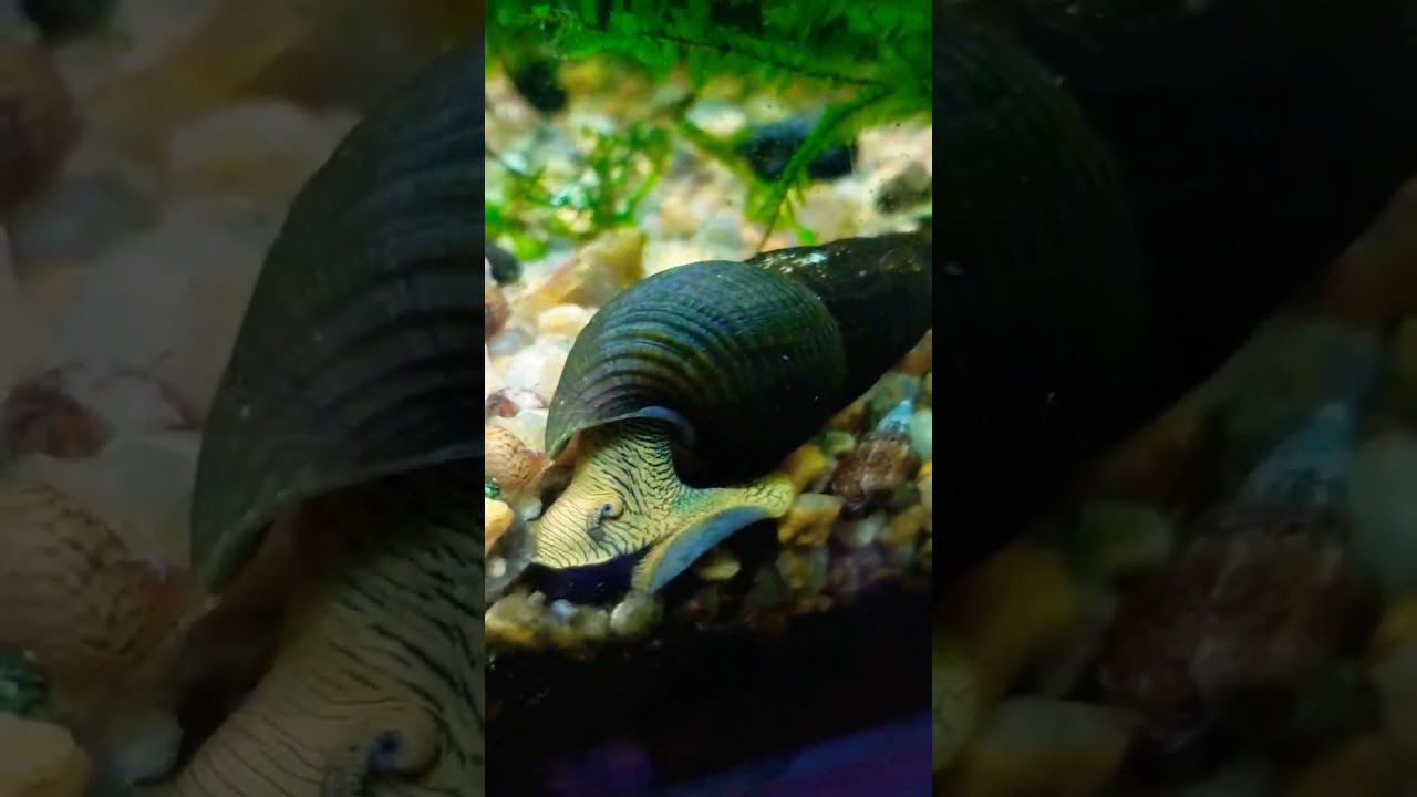 Улитки Тиломелания Салатовий Кролик 