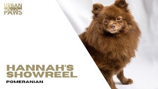 Hannah (Pomeranian) Showreel by Urban Paws Agency and Urban Paws Ireland 31 views 1 month ago 2 minutes, 11 seconds