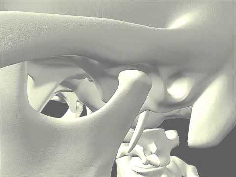 Vidéo: Sont les composants de l'articulation temporo-mandibulaire ?