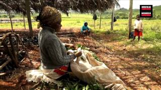 Carte Video Cameroun: AGRICULTURE