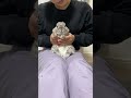 うさぎの日ダンス🐰#うさぎ #bunny #うわわうわ