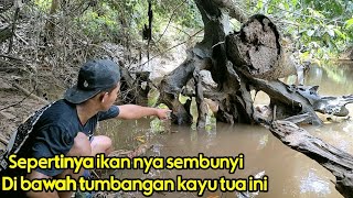 Download Lagu MANCING DI SUNGAI TENGAH HUTAN BELANTARA DAN MENIKMATI HASIL YANG MASIH SEGAR MP3 Download Lagu MANCING DI SUNGAI TENGAH HUTAN BELANTARA DAN MENIKMATI HASIL YANG MASIH SEGAR MP3