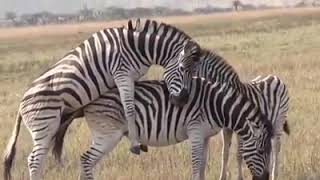 MATING Zebra compilation