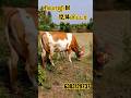 12,14லிட்டர் கறவை திறன் மாடு விற்பனைக்கு வந்துள்ளது #cow #dairyfarm #jersey #jallikattu #dairyfarmer
