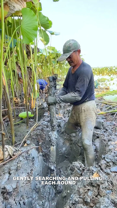 How to harvest lotus root #shorts #agriculture #farming