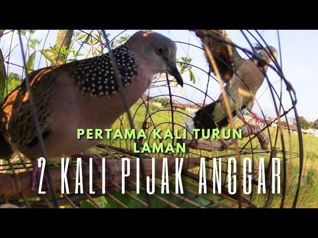 Pikat Tekukur :Penampilan Pertama ke Laman.Bb si Lekiu di serang..2 kali burung hutan pijak anggar class=