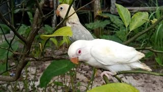 LOVEBIRD ALBINO MATA MERAH