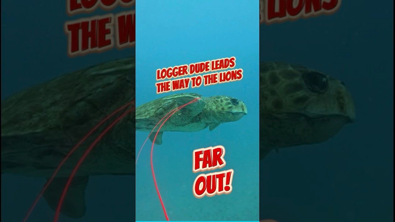 Ocean creatures are helping with the cause!:… Obviously, not really, but it’s cute to think!