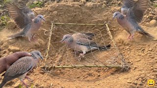 1970 Years Old Fakta Bird Catching Desi Trick And Ideas पहल जमन क जनकरय दपक मझ