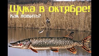 Как и на что и где ловить щуку в октябре? Секреты ловли щуки в октябре! Как и на что и где ловить щуку в октябре? Секреты ловли щуки в октябре!